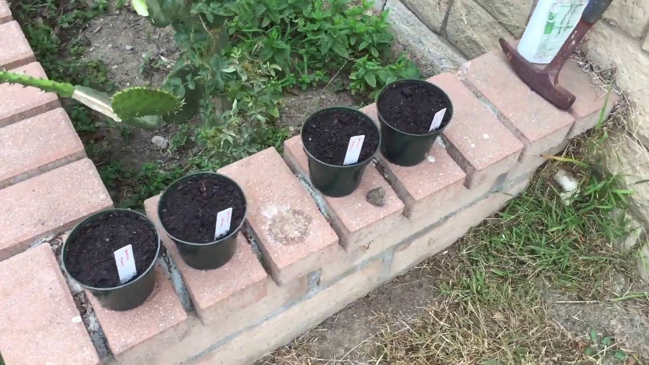Growing Pumpkins 2016 - part 3 planting the seeds - YouTube