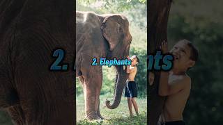 Top 5 Most Loyal Animals In the World ? || animals shorts