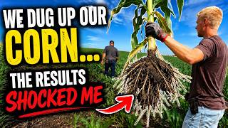 We Dug Up Our Corn... The Results Shocked Me