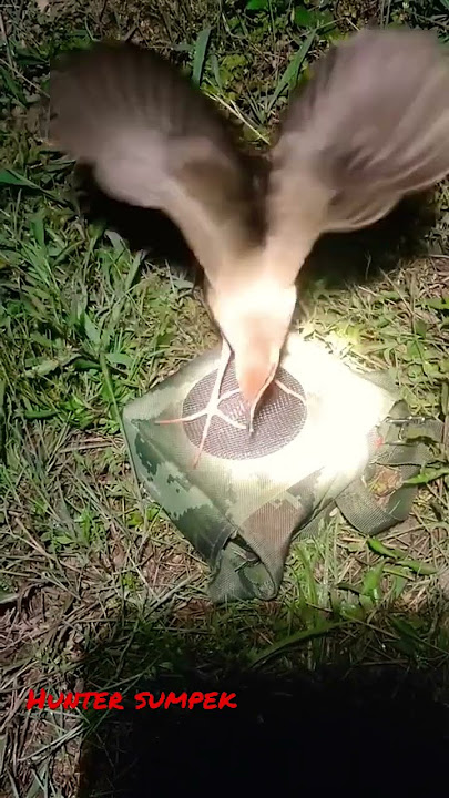 burung rawa sintaran merah / tikusan