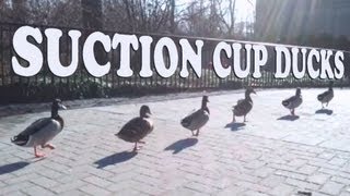 Suction Cup Ducks by Chad-Michael Simon 82,360 views 11 years ago 27 seconds