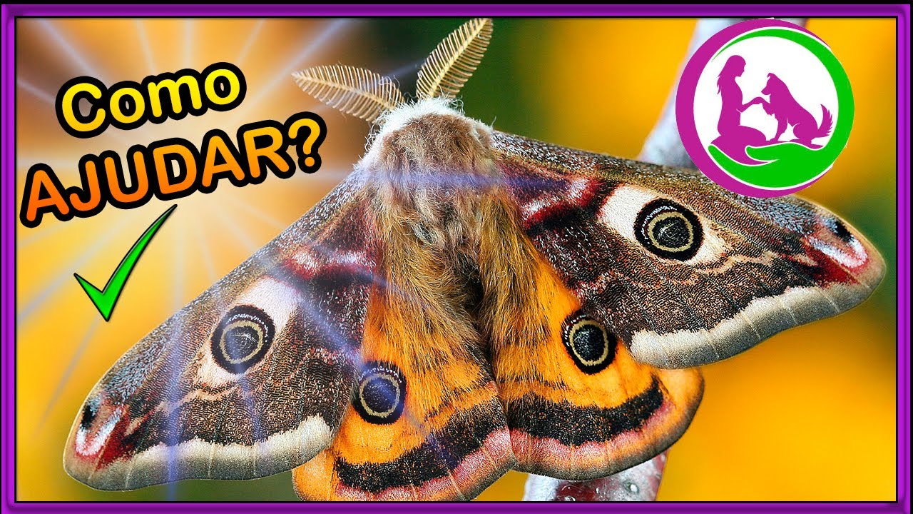 Como salvar MARIPOSAS (e BORBOLETAS)? 🦋