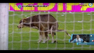 Perro caga durante partido de fútbol // Dog takes shit on pitch during football game