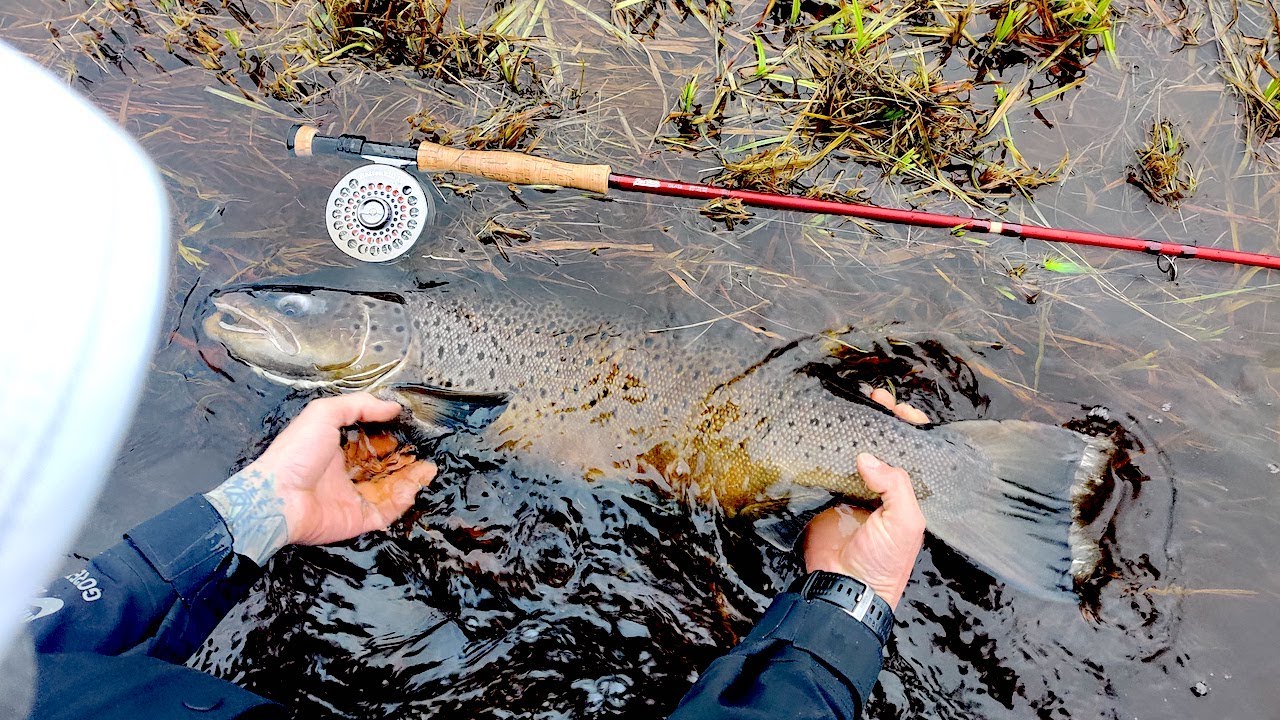 ISOA TAIMENTA - Viimeiset viisi päivää ennen rauhoitusta (4K)