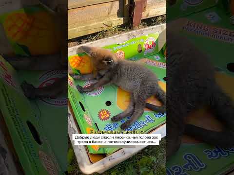 Добрые люди спасли