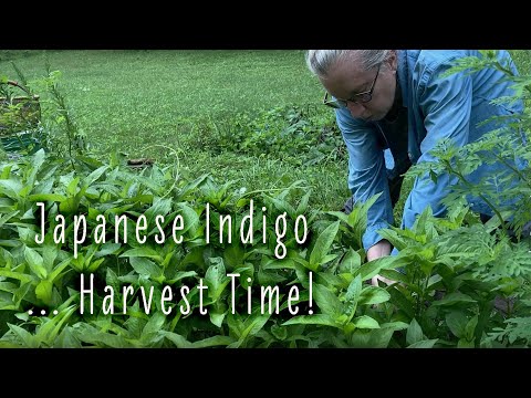 Video: Hvornår skal du plukke indigoplanter: Lær om høst af indigoplanter