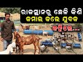     how to start rajasthani goat farminginodisha