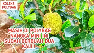 Tabulampot Nangka Mini