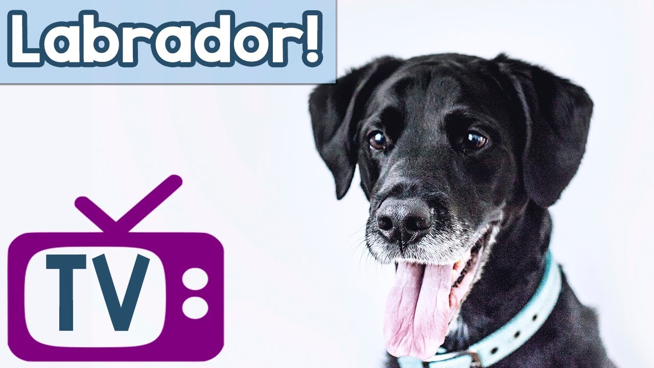 Labrador TV for Dogs! Music and TV to Calm & Entertain Labradors