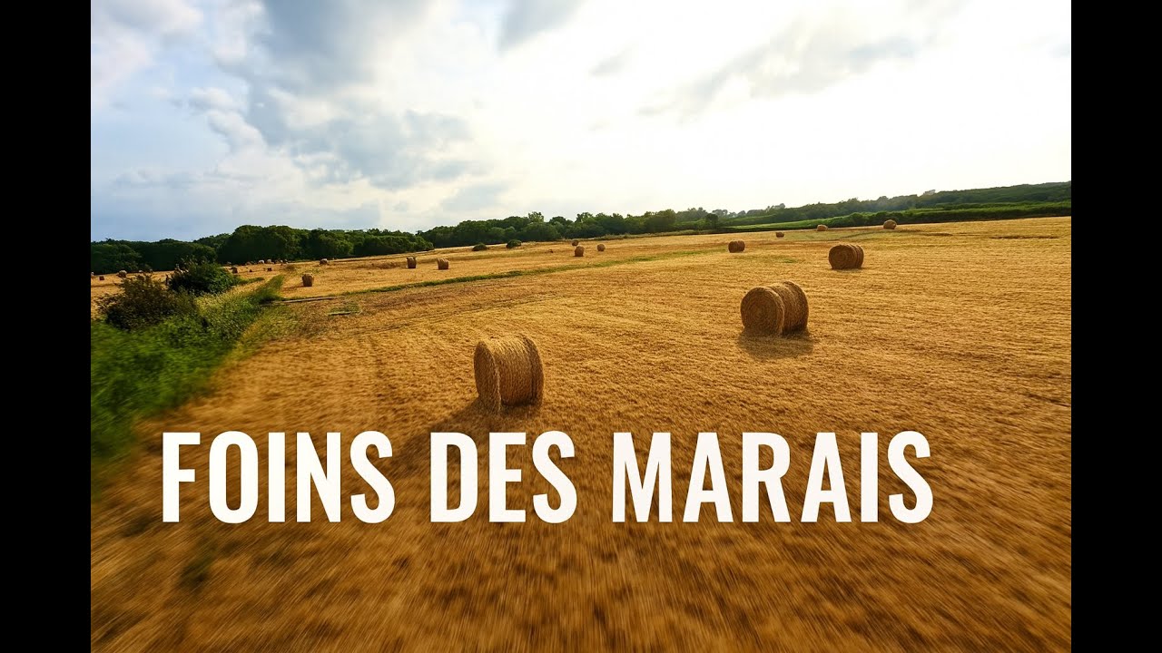 foin des marais