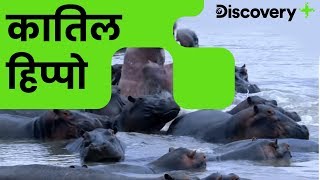 कातिल हिप्पो | Hippopotamuses In the Wild | Wild Frank In Africa  | Discovery Plus India