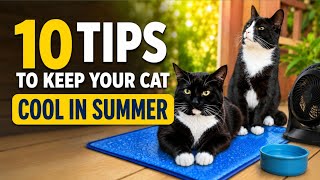 10 Essential Tips to Keep Your Cat Cool This Summer | Keep Cats Safe in Hot Weather 10 Essential Tips to Keep Your Cat Cool This Summer | Keep Cats Safe in Hot Weather