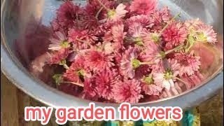 my home garden Christmas celebrations flowers cutting