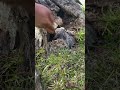 Giant Crab Found Under the Sea 🦀 | Amazing Crab Catching Adventure