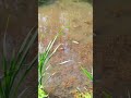 SMITHFIELD SWAMP SECRETS: Turtles Basking in the Sun | RI Nature Documentary #paintedturtle #ri