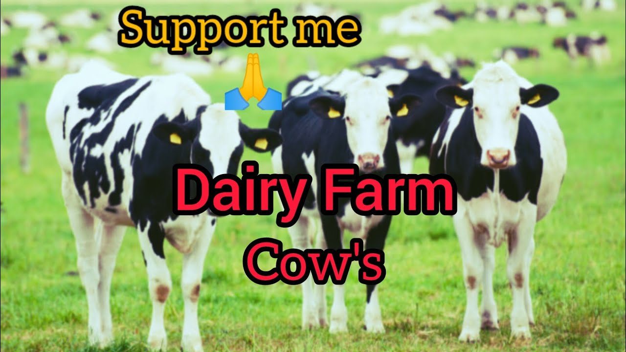 Dairy Farm Cow's In Telugu Dairy Farm Cow's In Telugu Pets