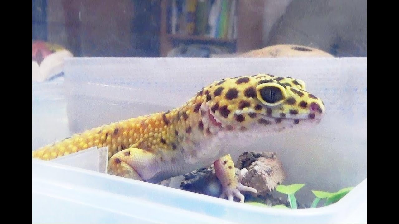 [레오파드게코] 도마뱀 사육장 세팅 이렇게 해요_Leopard Gecko nest setting - YouTube