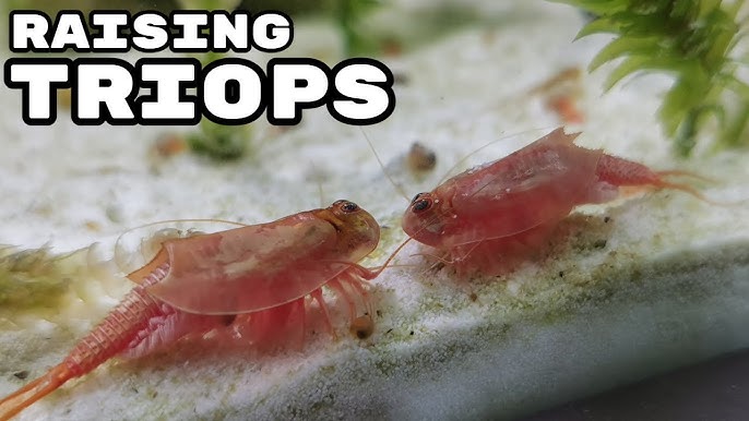 TUTO : Comment élever des Triops dans un aquarium - Les animaux  préhistoriques à la maison !!! 