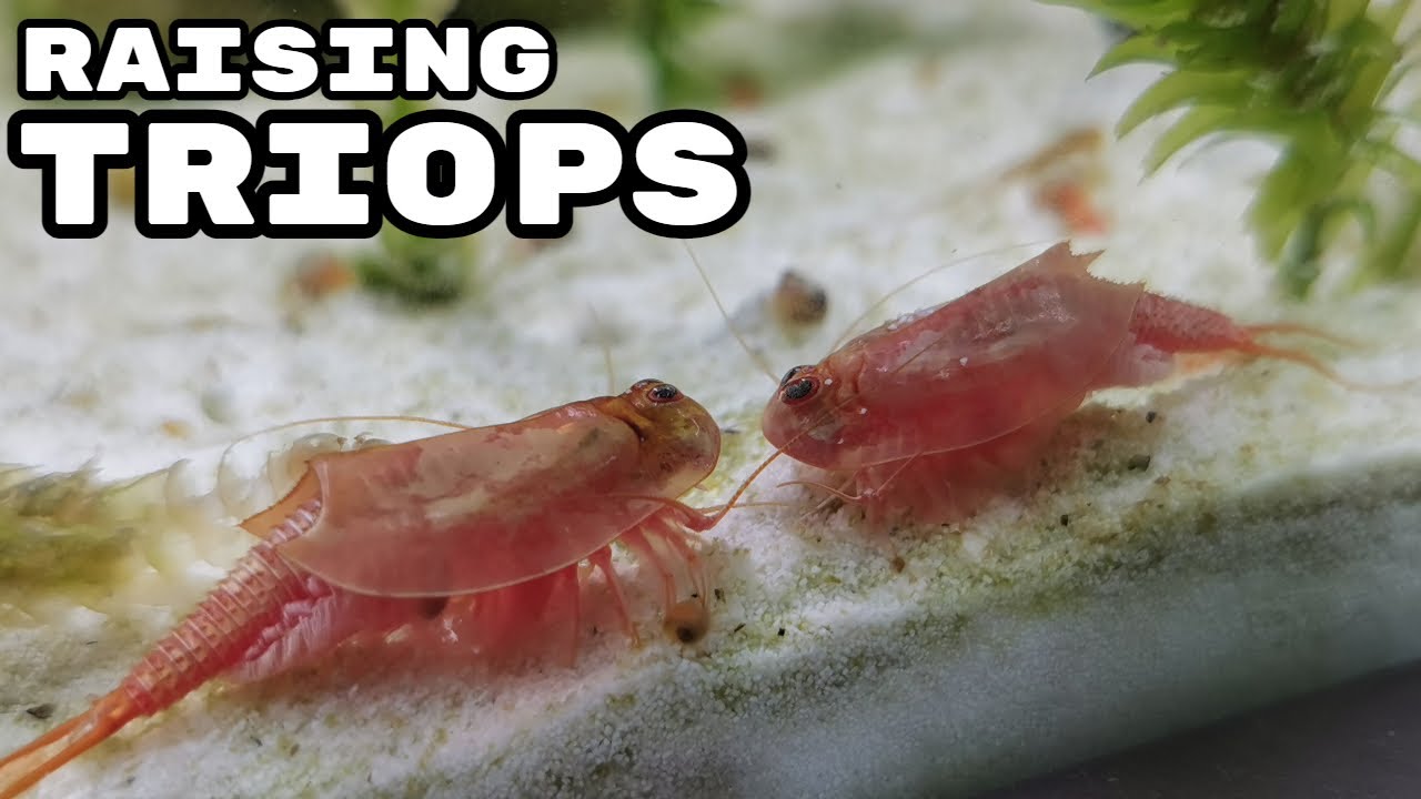 Triops Cancriformis Beni Kabuto The Oldest Living Animal Species In The World Youtube