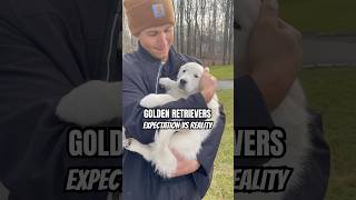 Famous Golden Retrievers Expectation VS Reality #funnydogs #doglover #puppy Profile