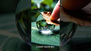 Trapped Inside A Water Drop! 💧🕷️ Viral Hashtags: #Shorts #MacroPhotography #JumpingSpider #wildlife