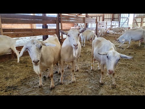 Козьи копыта // Раздой без окота // Коза похудела