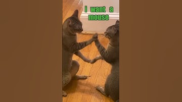 Cats play Cattynip