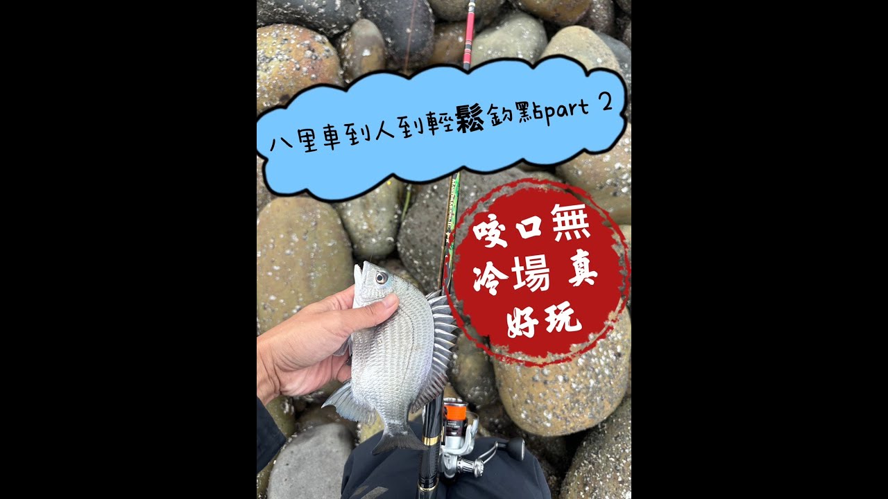 [磯釣] 八里超輕鬆車到人到釣場(八里友順釣具後方) PART2 咬口不間斷 好玩不無聊#磯釣り #fishing #八里  #shimano #gamakatsu  #fish