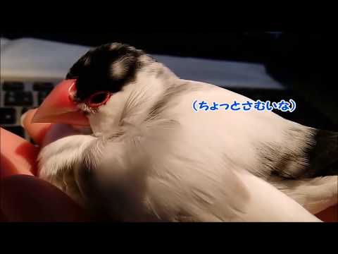 てのひらに乗って頂けました 9歳文鳥の介護#184.palm.9year old java sparrow.
