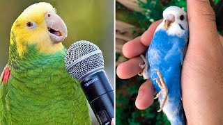 Baby Animals 🔴 Funny Parrots and Cute Birds Compilation (2020) Loros Adorables Recopilación #16