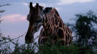 Giraffe . prehistoric earth.a natural history wiki.fandom.animals