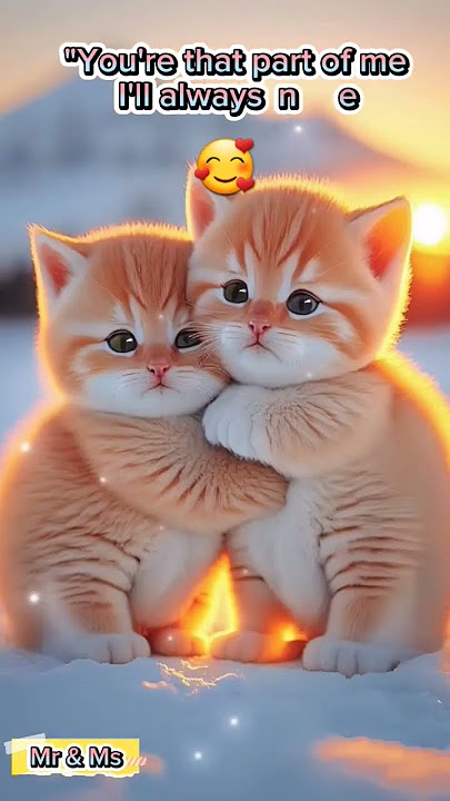 KUCING imut 🥰 #shortsfeed #shorts #short#viral