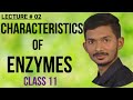 Characteristics Of Enzymes Class 11 ||ENZYMES ||BS BIO STUDIO