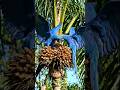 Khubsurat Birds 🐦 | Beautiful Birds Nature | Amazing Colors & Sounds, #birds #shorts