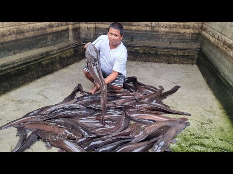 Video: Wetland Native Shrub Selection: Pagpili ng Shrubs Para sa Wetland Sites