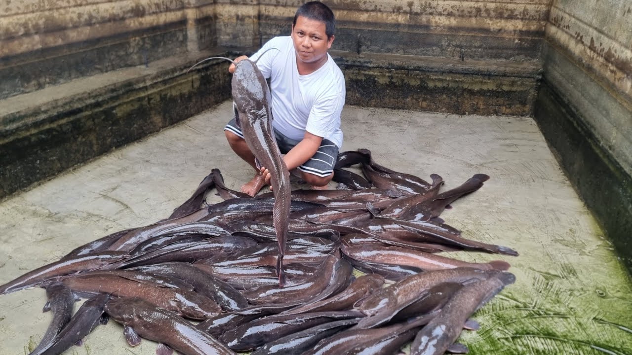 Golden Tips sa Pagpili ng Quality Hito Breeder