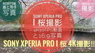 SONY Xperia pro i『桜』撮影 4K30fps動画と16:9写真‼🌸🤗🐬🐬【2024年4月7日撮影】