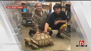 Claremore Woman's Missing 80-Pound Tortoise Has Been Found