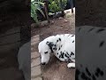 dalmatian popy🤗😂😂😎🙄