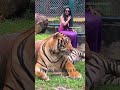 Face to face with a full grown tiger. #tiger #tigerspotted #thailand #thailandtravel