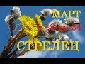 СТРЕЛЕЦ. ТАРО-ПРОГНОЗ на НЕДЕЛЮ  с 18 по 24 МАРТА 2019г.