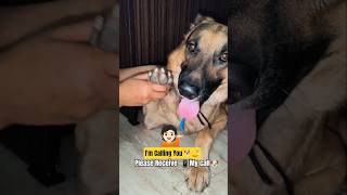 Can you Receive my call ?😱#germanshepherd#funny#memes#puppy#pets