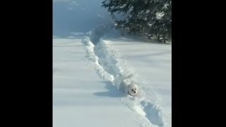 Cute Pup Struggling To Walk Through The Snow
