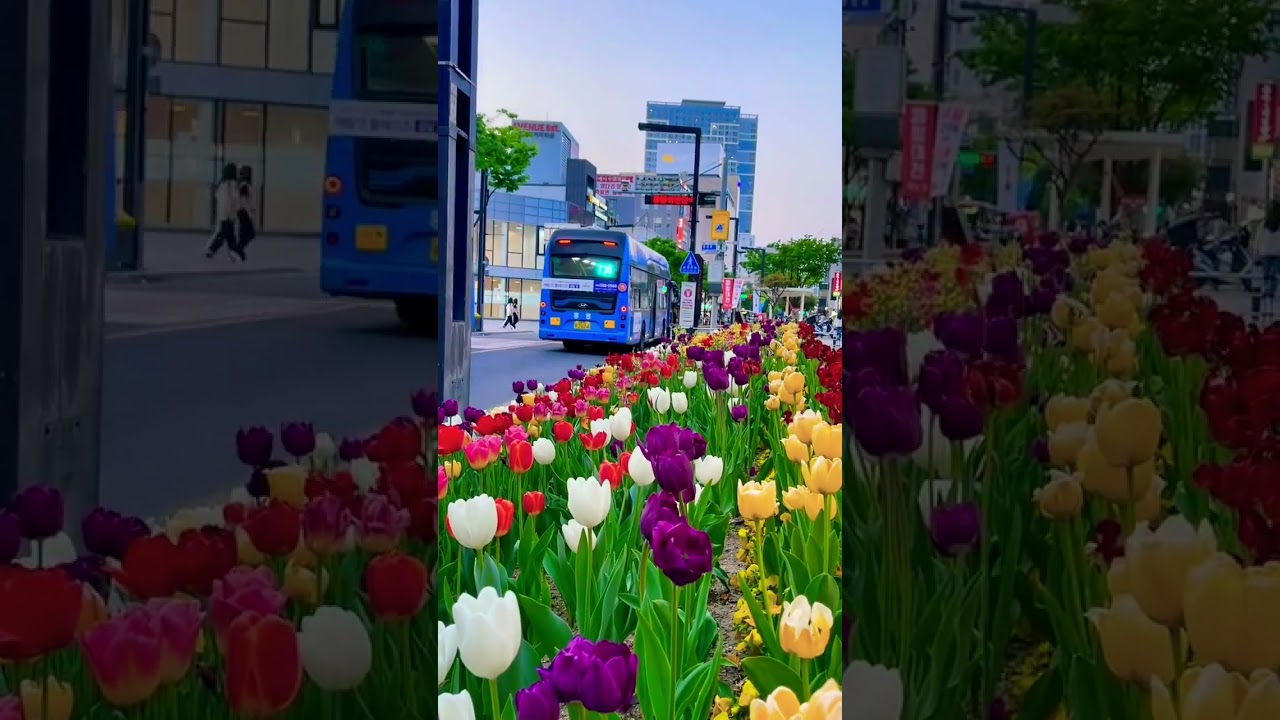 Daegu city | Before The Evening 🌆 🌷🌷 