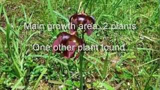 Disappearing Sarracenia purpurea
