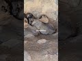 TUNAUZA MBWA WA KISASA WA ULINZI