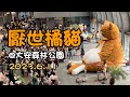 2023.6.11 我在大安森林公園看見厭世橘貓