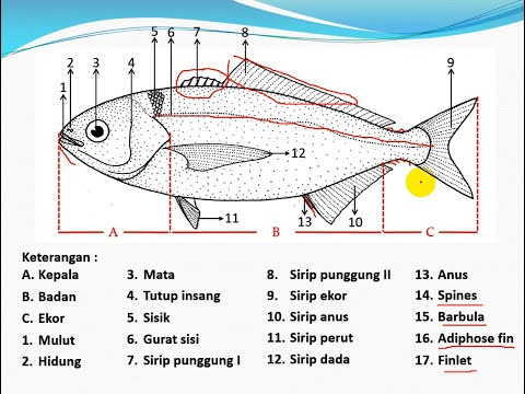 Morfologi Ikan Part 1 (Bentuk Tubuh, Bentuk Mulut dan Ekor Ikan)