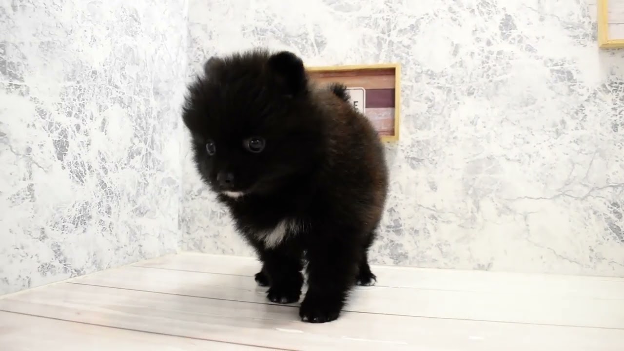 ポメラニアン ブラック 女の子 子犬販売 詳細 ペットショップ ワンラブ