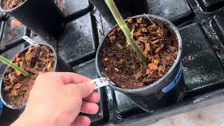 Pheno Hunting Galactic Wardeadz crosses day 27